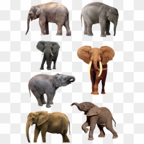 Natural History Museum Of Los Angeles County, HD Png Download - elephant png