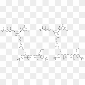 Guanosine Triphosphate, HD Png Download - ho oh png