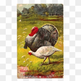 Turkey, HD Png Download - thanksgiving .png