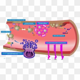 Figure - Representing Hemostasis, HD Png Download - skull .png