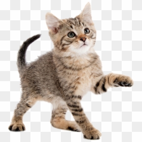Gato Png, Transparent Png - gato png