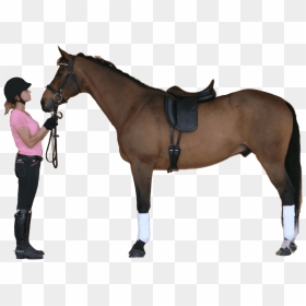 Perfect440 - Dressage Saddles On Horses, HD Png Download - saddle png