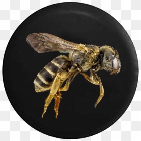 Bee Hornet Wasp Yellow Jacket - Bees, HD Png Download - wasp png