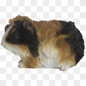 Guinea Pig Ass - Guinea Pig, HD Png Download - guinea pig png