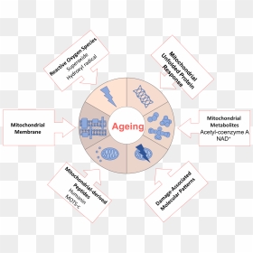 File - Ageingdw001 - Theory Of Aging Mechanism, HD Png Download - damage png