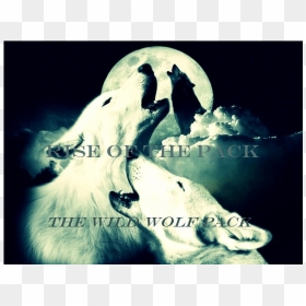 Wild Wolf Pack Radio - Polar Bear, HD Png Download - wolf pack png