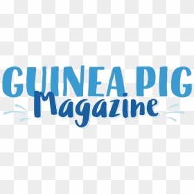 Guinea Pig Png, Transparent Png - guinea pig png