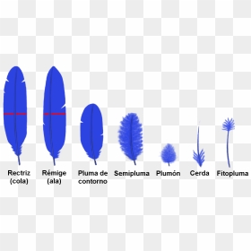 Tipos De Plumas - Types Of Feather In Birds, HD Png Download - pluma png