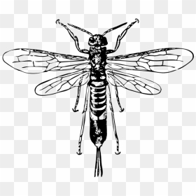 Horn Tail Wasp - Horntail Wasp Scientific Drawing, HD Png Download - wasp png