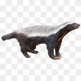 Honey Badger Png Transparent Image - Honey Badger Png, Png Download - hog png