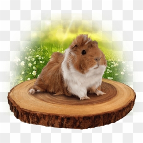 Troncos De Madera, HD Png Download - guinea pig png