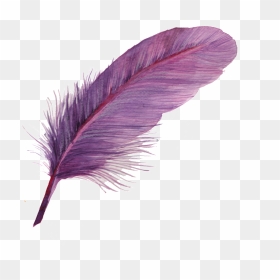 Can Purple Feather Transparent Decorative - Colorful Feather Icon Png, Png Download - pluma png