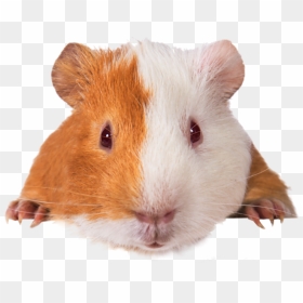 Guinea Pigs Vitamin C, HD Png Download - guinea pig png