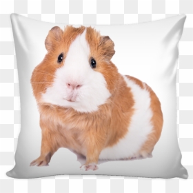 Povlečení Křeček, HD Png Download - guinea pig png
