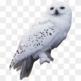 Harry Potter And The Chamber Of Secrets Owl Hedwig - Hedwig Owl, HD Png Download - hagrid png