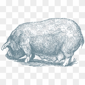 Hog-8x10 - Domestic Pig, HD Png Download - hog png