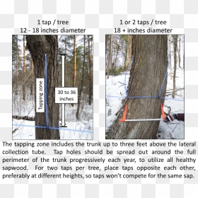 Maple Tap Damage , Png Download - Many Taps Per Tree, Transparent Png - damage png