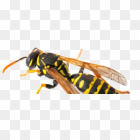 Hornet, HD Png Download - wasp png
