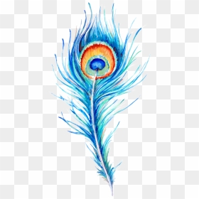 Peacock Feather Hand Drawn Illustration - Peacock Feather Vector Png, Transparent Png - pluma png