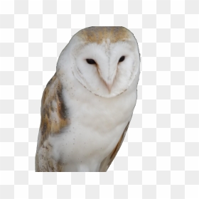 Owl Trademark Attorney Florida - Lawyer, HD Png Download - hooters logo png