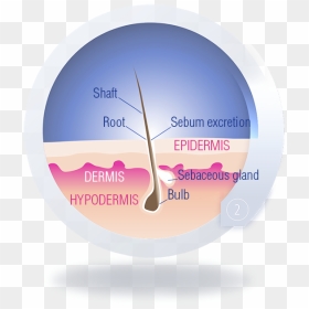 The Regression Or Catagen Phase - Circle, HD Png Download - cross hairs png