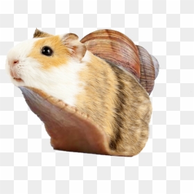Guinea Pig And Snail, HD Png Download - guinea pig png