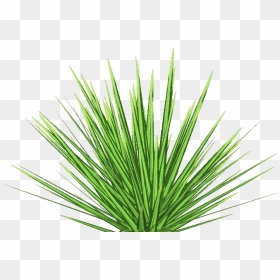 Phormium Tenax - Agave, HD Png Download - lawn png
