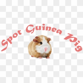 Spot Guinea Pig - Guinea Pig, HD Png Download - guinea pig png