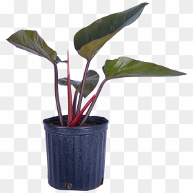 Philodendron Rojo Congo - Flowerpot, HD Png Download - hanging plants png