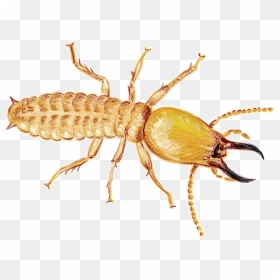 Termite Download Png Image - Pest Control Termite Services, Transparent Png - damage png