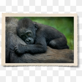 Sleeping-gorilla - Beautiful Gorilla, HD Png Download - ellen degeneres png