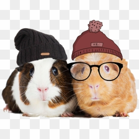 #freetoedit #guineapig #guinea #pig #beanies #hats - Guinea Pig With Beanie, HD Png Download - guinea pig png