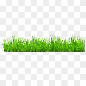 - Blue Iris Lawn Care - Transparent Background Grass Clipart, HD Png Download - lawn png