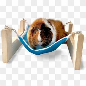 Hammock With Stand - Guinea Pig Hammock With Stand, HD Png Download - guinea pig png