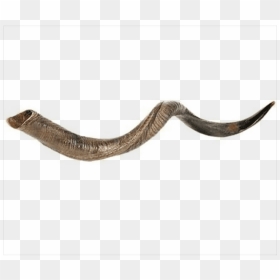 Large Yemenite Shofar , Png Download - Shofar Long, Transparent Png - shofar png