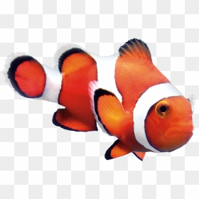 Study Finds Optimal Level Of Astaxanthin In Feed Results - Orange Clown Fish Png, Transparent Png - clownfish png