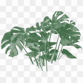 Monstera Deliciosa, HD Png Download - hanging plants png