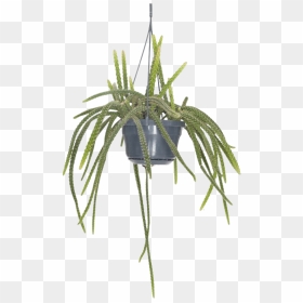 Grass, HD Png Download - hanging plants png