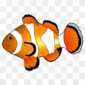 Transparent Clown Fish Png - Clownfish Clipart, Png Download - vhv