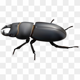 Beetle Png Clip Art - Beetle Clipart, Transparent Png - beetle png