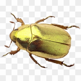 Beetle Png Image - Beetle Png, Transparent Png - beetle png