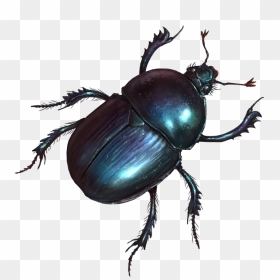 Beetle - Beetle Png, Transparent Png - beetle png
