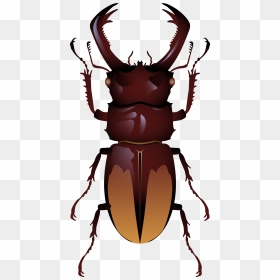 Beetle Png Clip Art - Stag Beetle Clipart, Transparent Png - beetle png