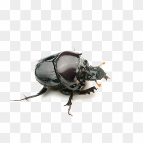Dung Beetle Transparent Background - Rare Dung Beetle, HD Png Download - beetle png