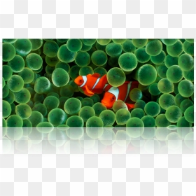 Underwater Scene Of Clownfish And Anemone - Iphone Clownfish Wallpaper 4k, HD Png Download - clownfish png