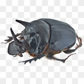 Dung Beetle Png Transparent Image - Beetle Eye, Png Download - beetle png