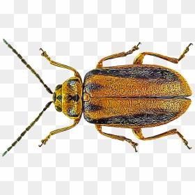 Elm Leaf Beetles - Elm Leaf Beetle, HD Png Download - beetle png