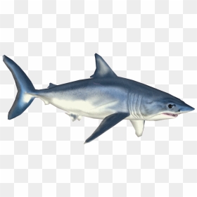 Shortfin Mako Shark , Png Download - Shortfin Mako Shark Png, Transparent Png - shark.png