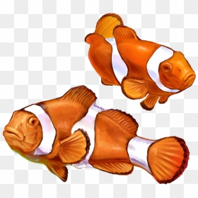 Clown Fish Png Graphic Transparent Library - Realistic Clown Fish Drawing, Png Download - clownfish png