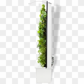 Transparent Vertical Garden Png, Png Download - gardening png